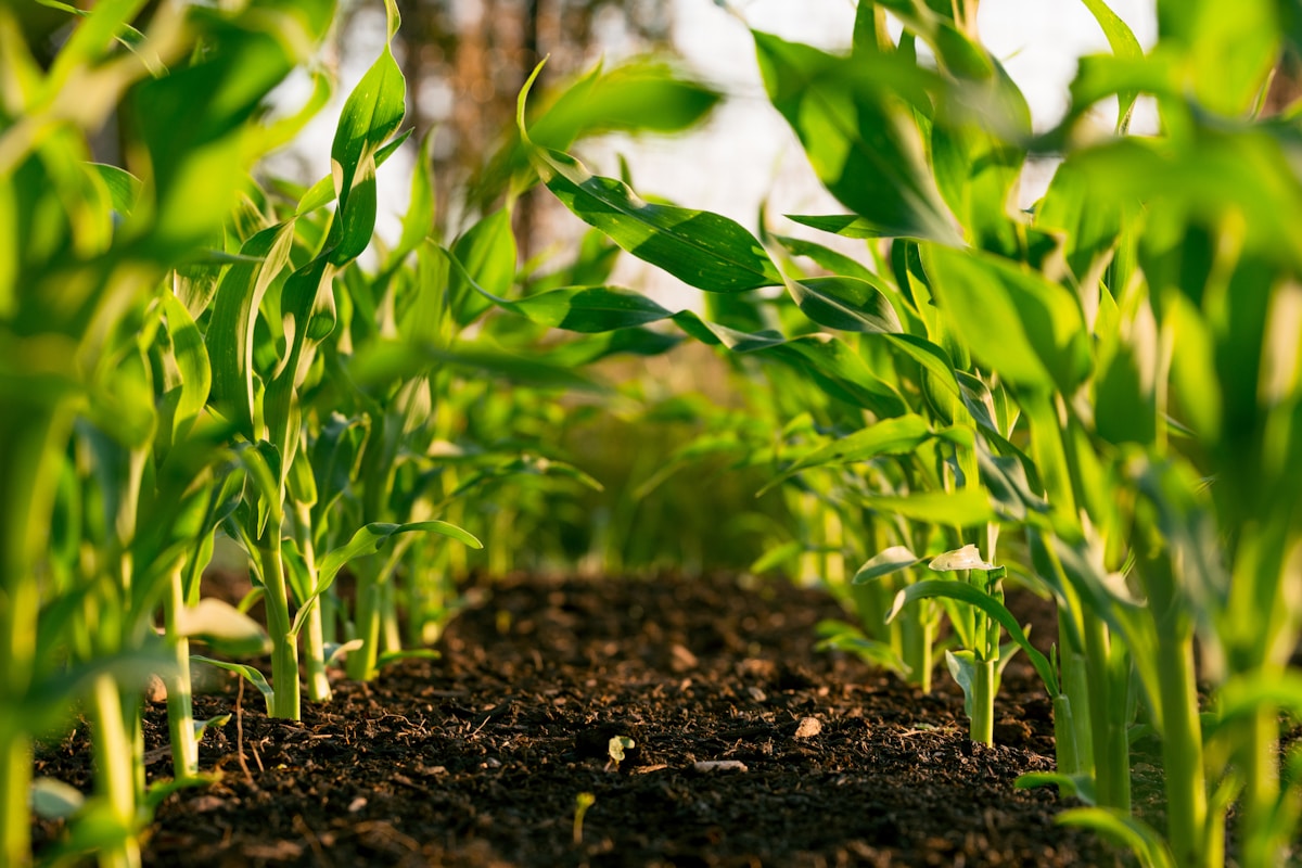 Rows of leafy vegetables growing in a cultivated field under open sky